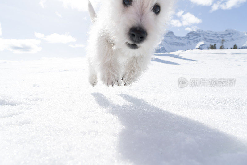 狗在雪地里快乐地奔跑