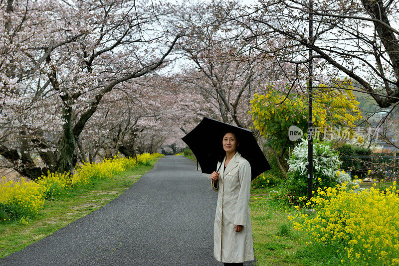 一名日本妇女在山口县岩国的樱花下行走