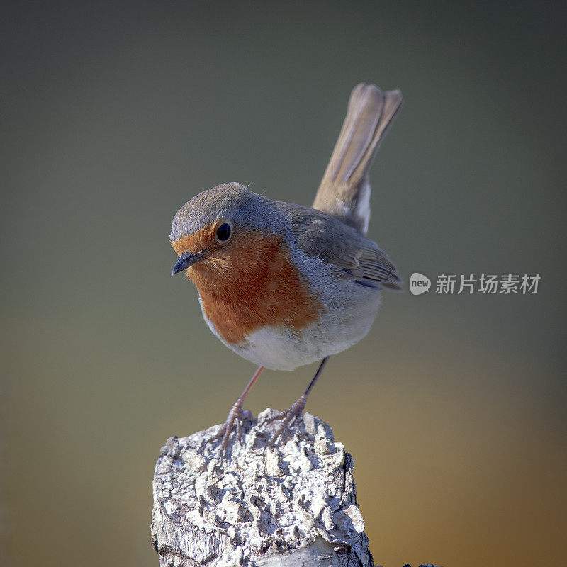 欧洲罗宾(红心rubecula)