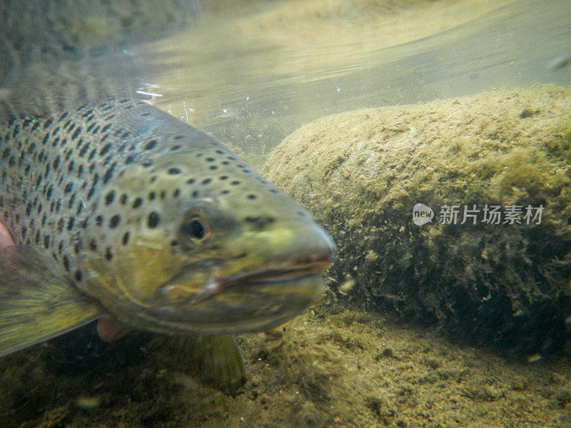 鳟鱼的水下景观