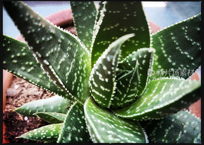 室内花园植物