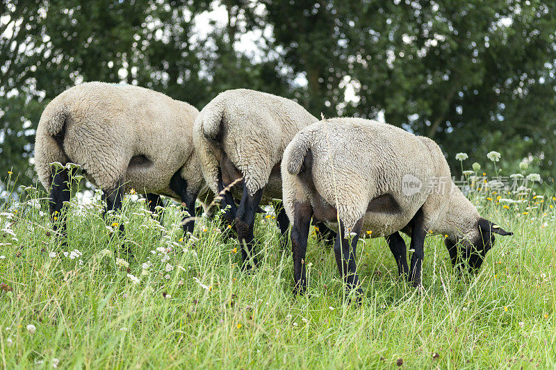 在德国北部，绵羊在夏天吃草时靠近