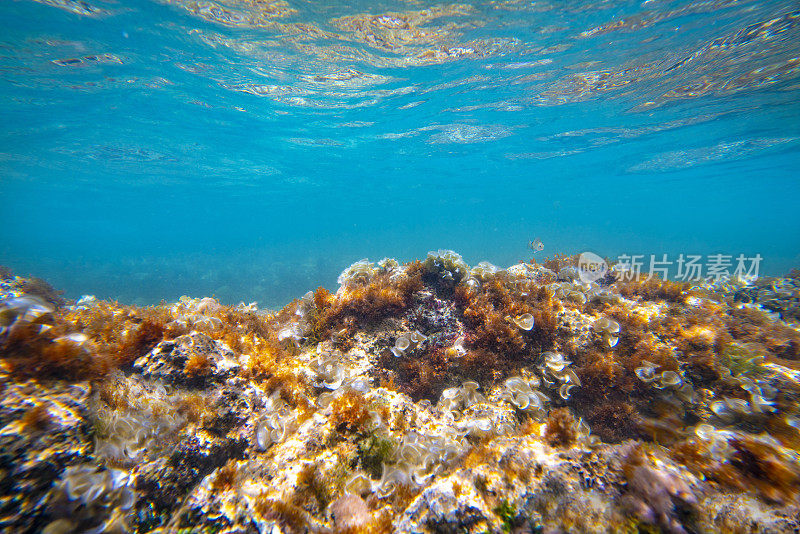 地中海水下景观珊瑚礁与鱼类