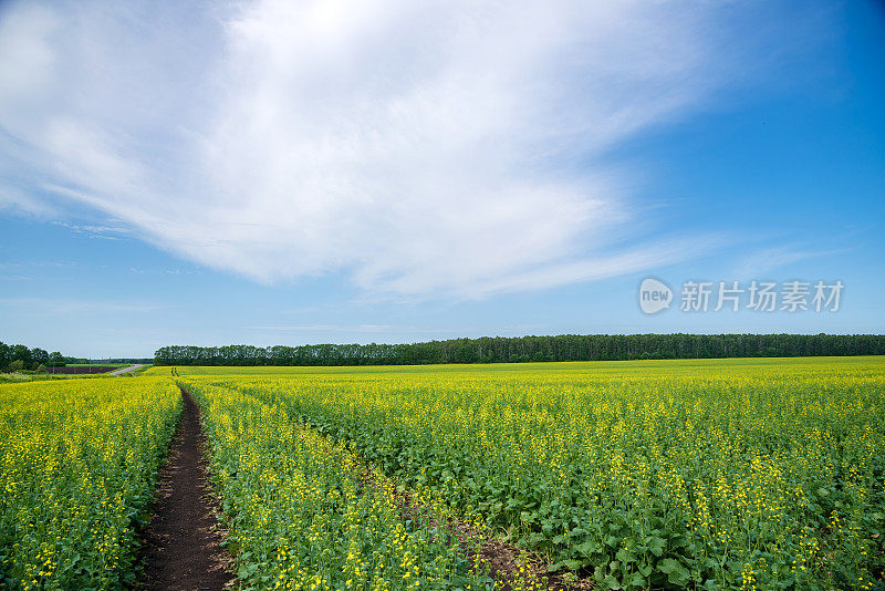 阳光明媚的夏日里，盛开的芥菜田。土路走得很远。
