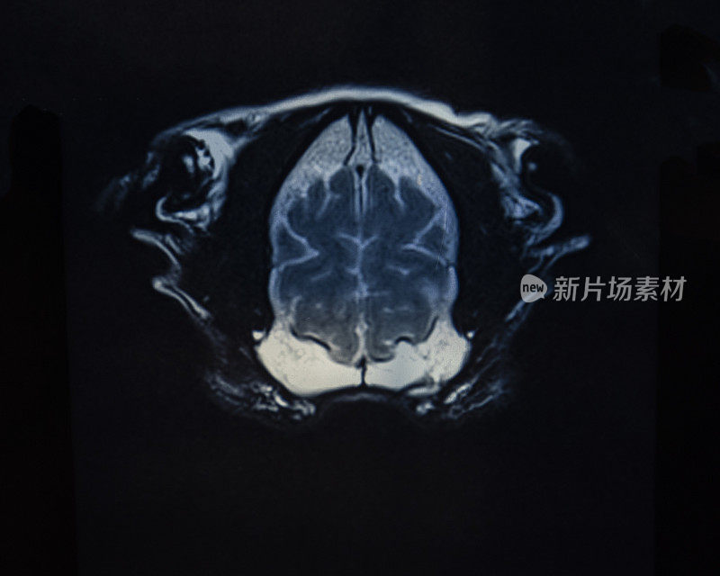 MRI上的动物头骨图像