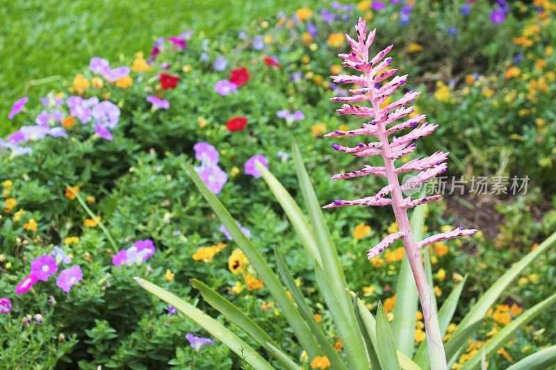 五彩缤纷的花卉自然图案——花坛花园休闲景观