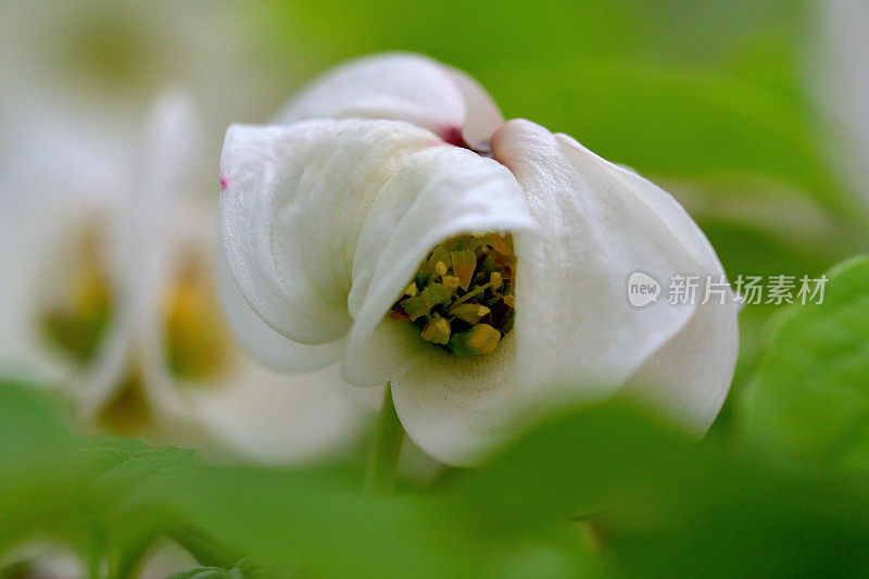 山茱萸花的极端特写照片，被花瓣状苞片包围