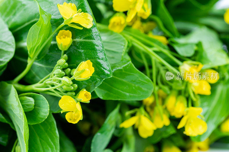 油菜的花