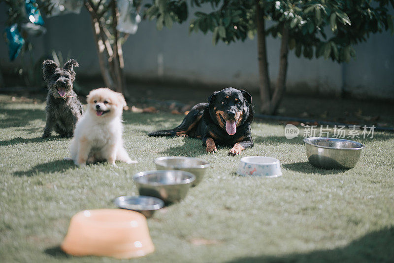 罗tgtweiler，苏格兰梗，玩具狮子狗，博美犬在外面等待喂食的合影