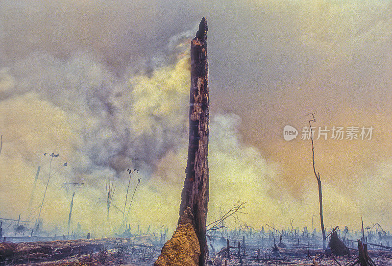 亚马逊森林大火。