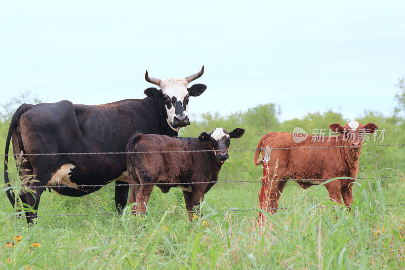 母牛妈妈和两只小牛犊