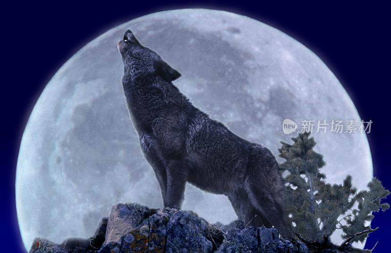 欧洲狼，犬类狼疮，成年对着月亮嚎叫