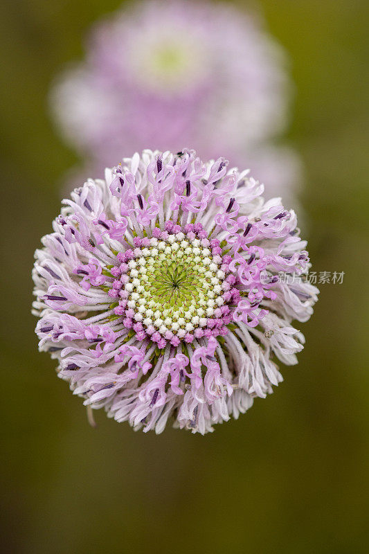 从上面看芭芭拉的钮扣花与螺旋未开放的蓓蕾在中心