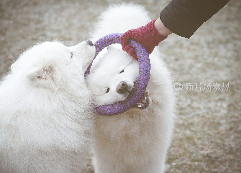 萨摩耶犬(冬天)