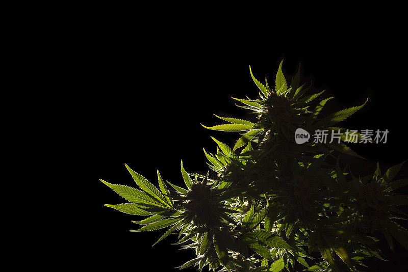 大麻关闭