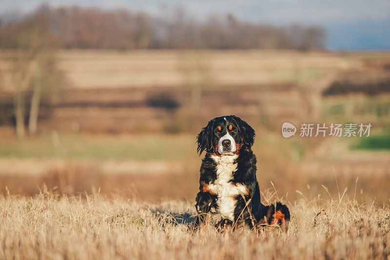 伯尔尼兹山犬