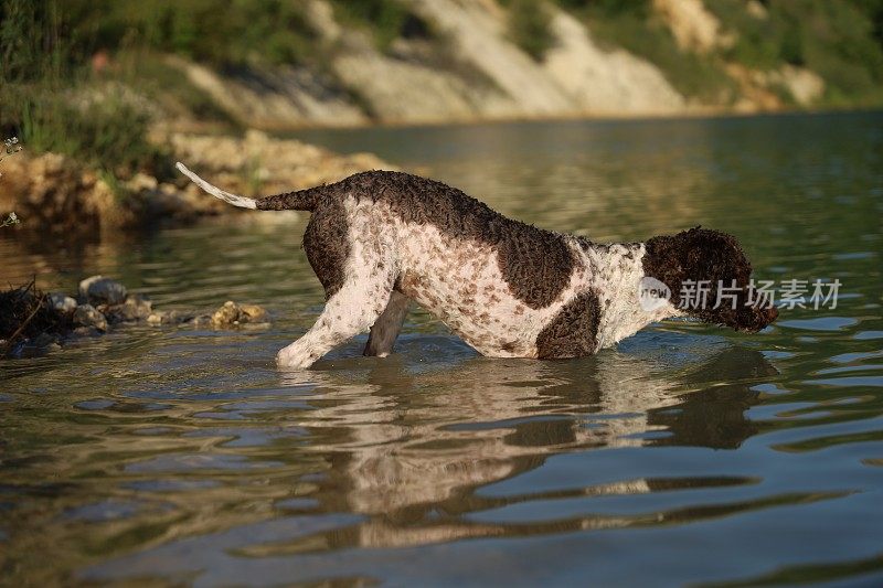 一只母狗在湖里游泳