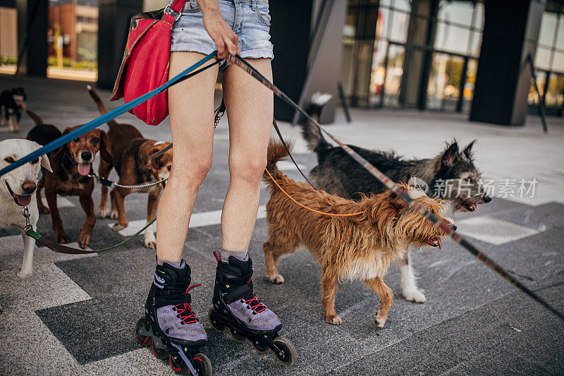 女职业遛狗人在城市的街道上穿着旱冰鞋遛狗