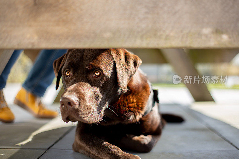 放松巧克力拉布拉多猎犬躺在花园里的picknick桌子下