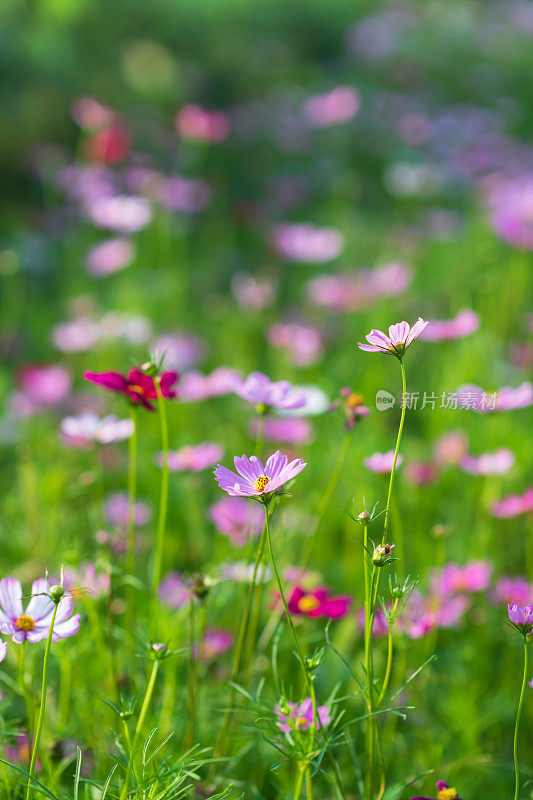 金菊花田背景