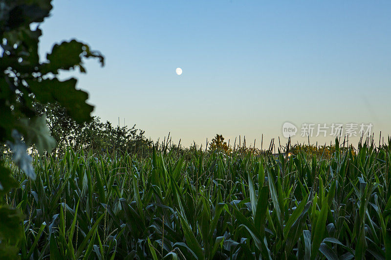 在一天结束的时候，在玉米地里，月亮高悬在空中