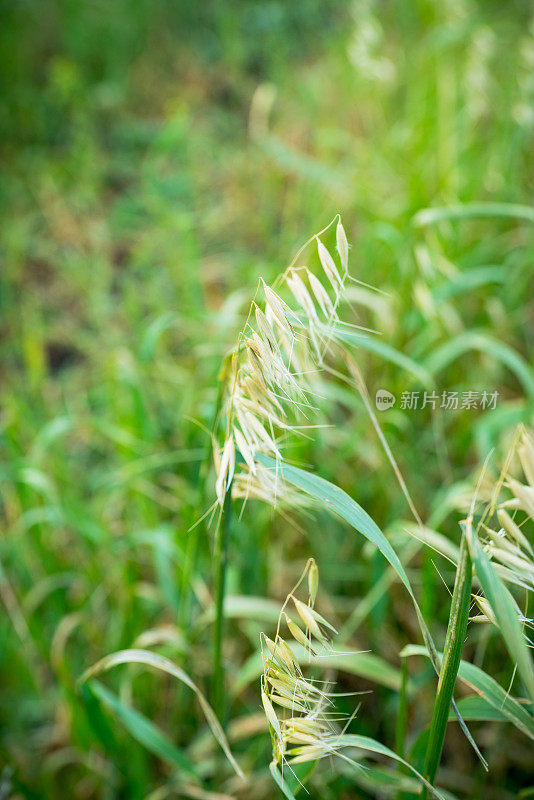 田野上美丽的绿色燕麦小穗。农业领域。