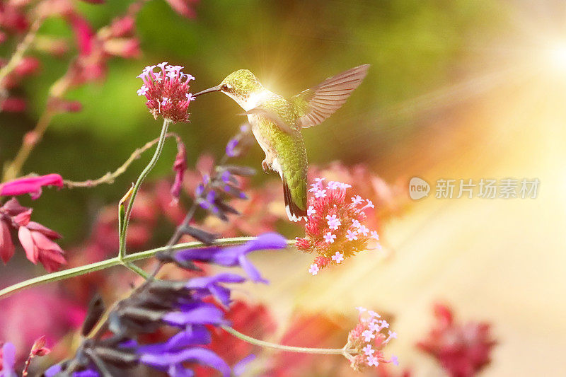 阳光下花园中的红喉蜂鸟