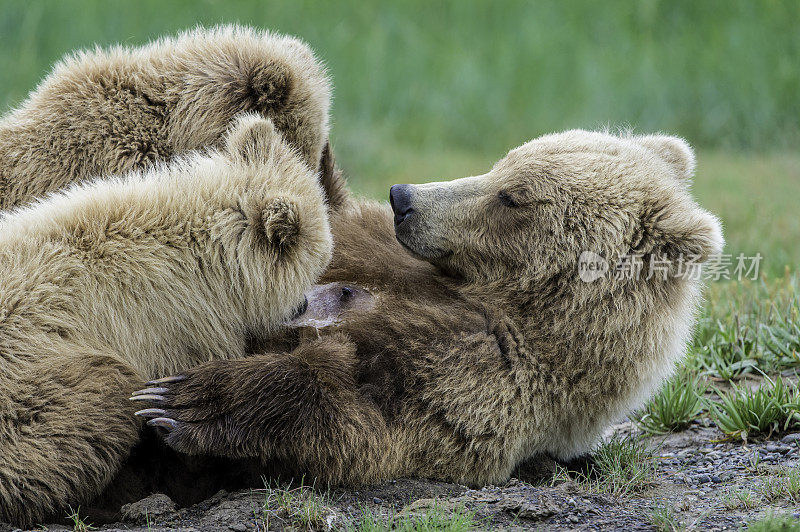 阿拉斯加半岛棕熊母熊和幼崽的护理，小熊arctros，在哈罗湾，卡特迈国家公园，阿拉斯加。