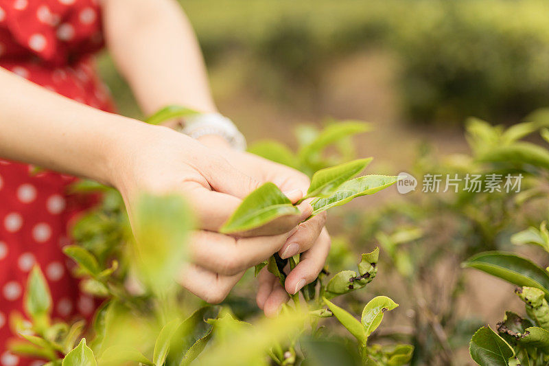 近距离看亚洲妇女的手拿着茶叶，她在种植园里采摘。