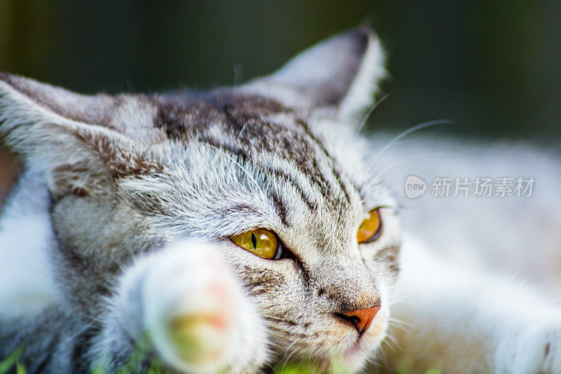 一只有着明黄色眼睛的年轻雌猫躺在鹅肝上。近距离的猫肖像。这是一只可爱的小猫躺在后院的草地上享受阳光的微距摄影
