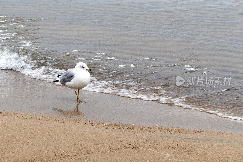 昂首阔步的海鸥