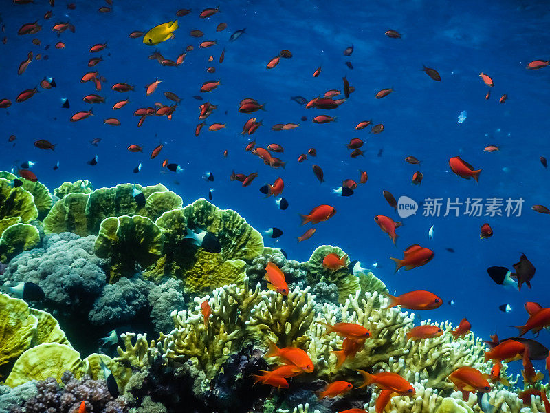 在埃及的蓝色海洋里有许多五颜六色的鱼和珊瑚