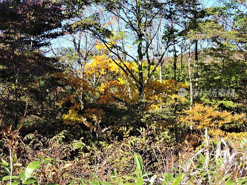 日本。十月里晴朗的一天。森林在山上。