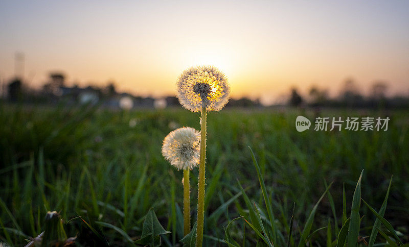 花蒲公英