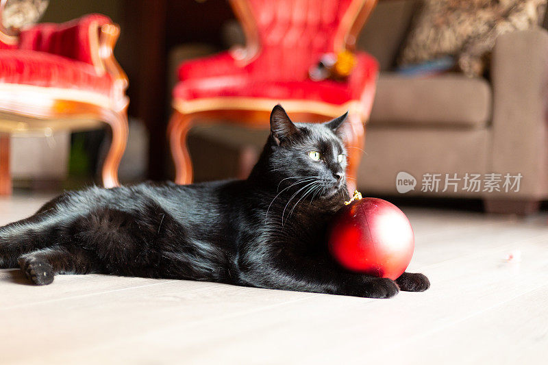美丽的黑猫享受阳光在木地板与大红色圣诞装饰与红色维多利亚红椅子的背景
