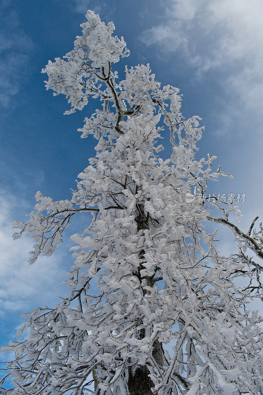 雪树