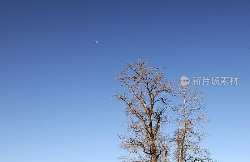 加拿大蓝天下的秃树和鹰巢