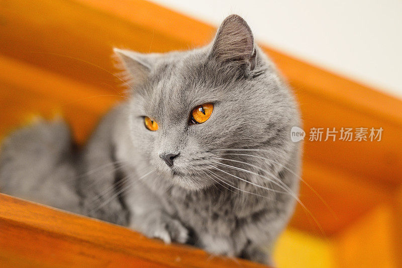 夏特尔猫的猫