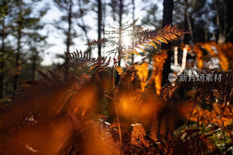 森林生态系统:户外的森林和蕨类植物在秋季落叶