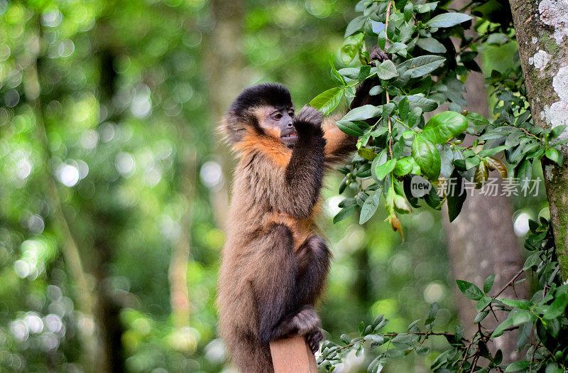 树林里的小猴子