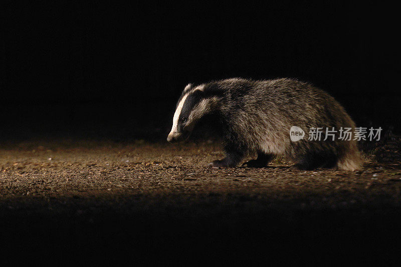 獾幼崽的夜晚