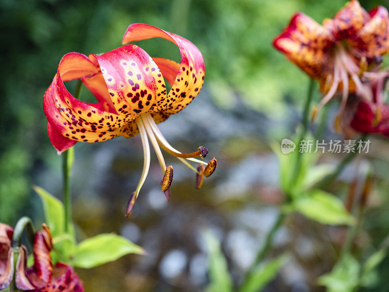 虎莲花在西西雅图夏季花园