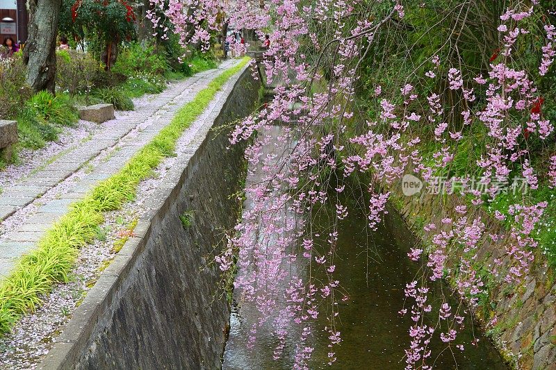樱花在京都的哲学家之路