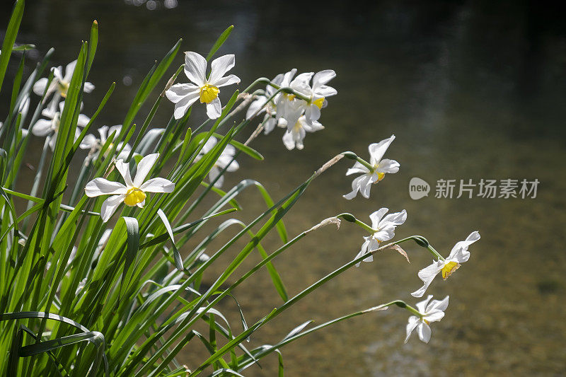 野生水仙花