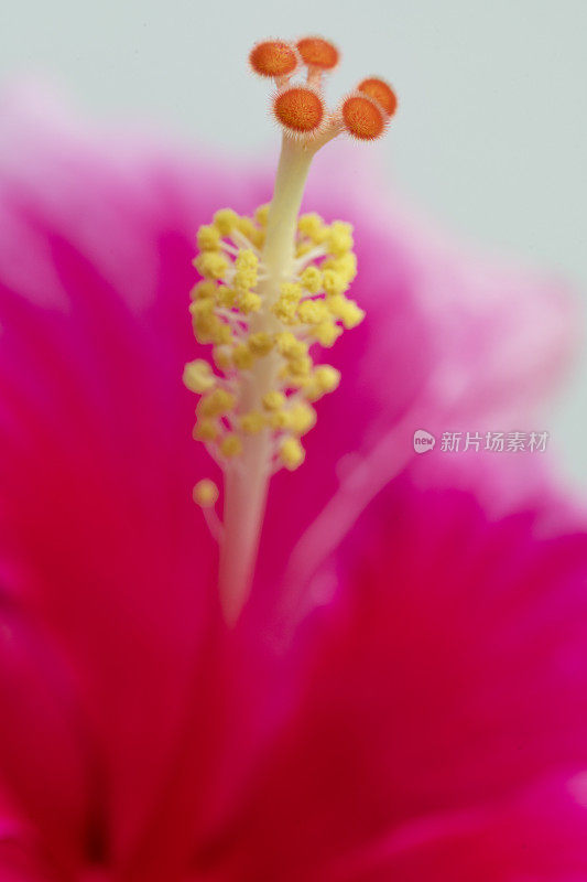 红色芙蓉花宏和细节