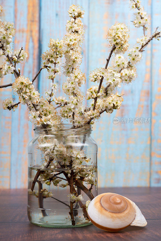 春天的花朵-黑刺李树在桌子上的玻璃