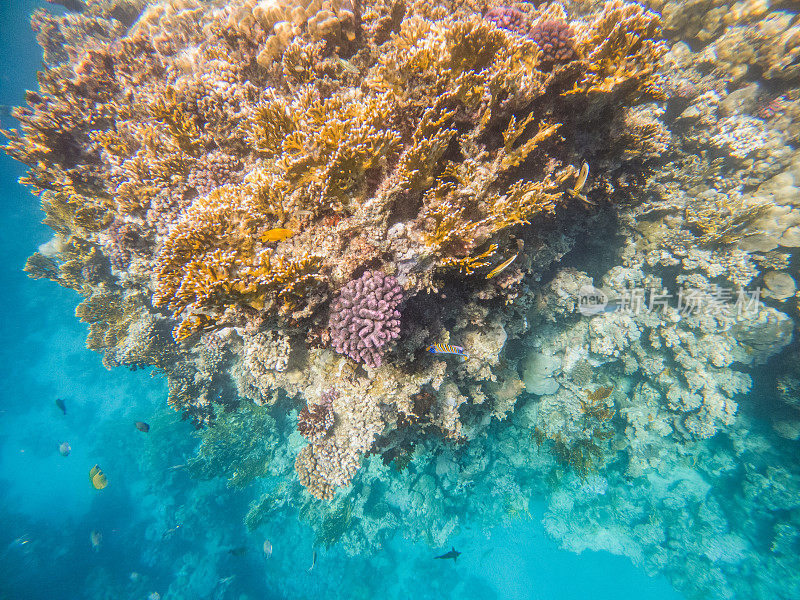 红海的珊瑚礁