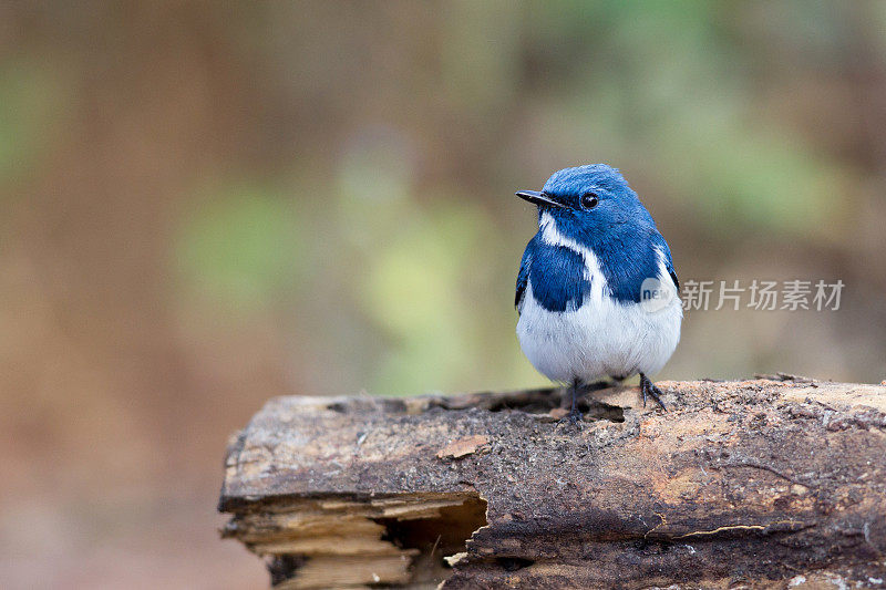 捕蝇鸟:成虫:深蓝色捕蝇鸟或白眉蓝捕蝇鸟