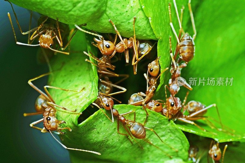 蚂蚁帮助咬绿叶筑巢。