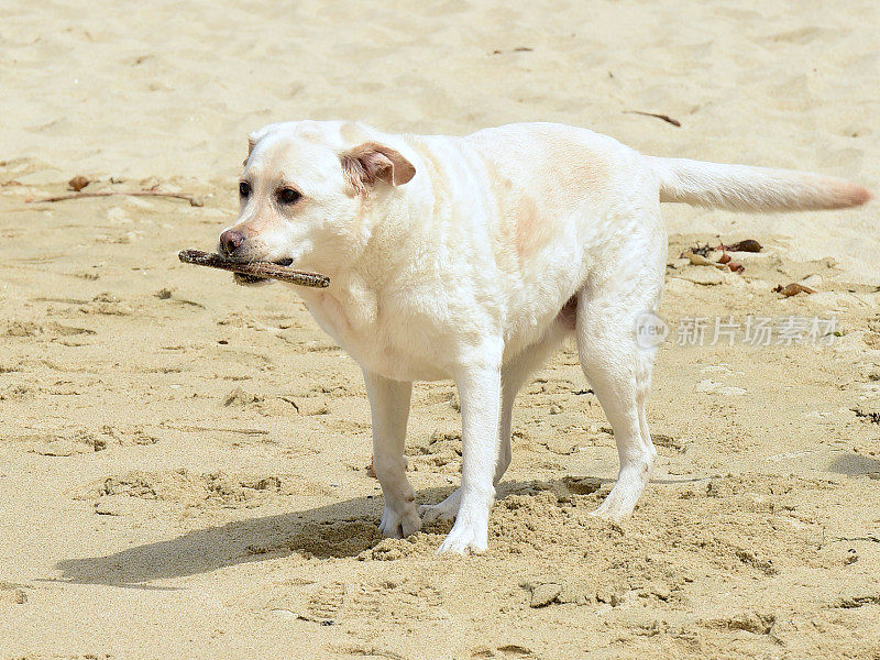 海滩上的拉布拉多寻回犬